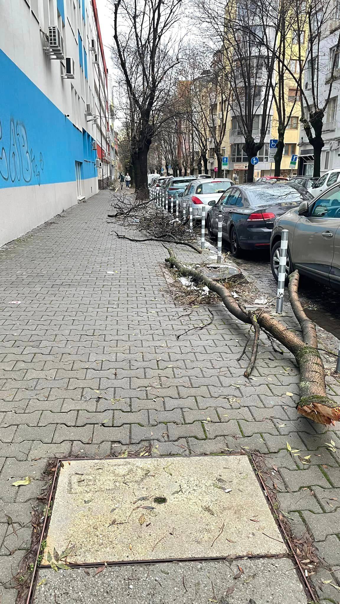  Непочистени клони по софийските улици 